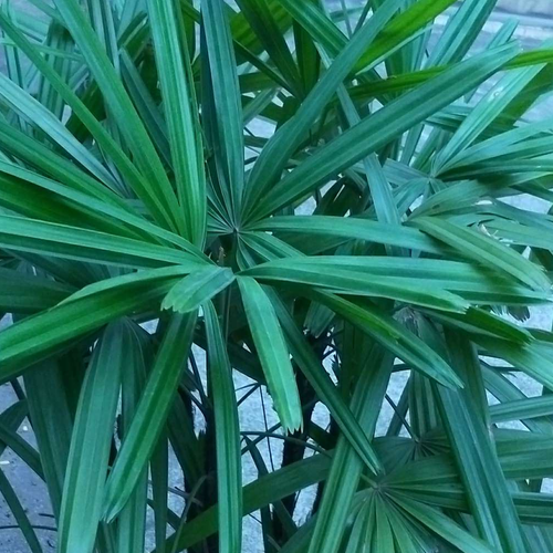 棕竹擺放 風水-棕竹的風水作用有哪些