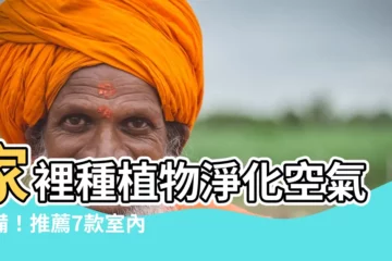 【家裡種植物】家裡種植物淨化空氣必備！推薦7款室內盆栽