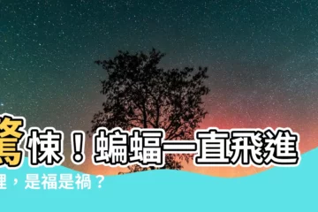 【蝙蝠一直飛進家裡】驚悚！蝙蝠一直飛進家裡，是福是禍？
