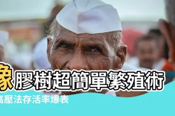 【橡膠樹 繁殖】橡膠樹超簡單繁殖術！高壓法存活率爆表，新手也能輕鬆成功