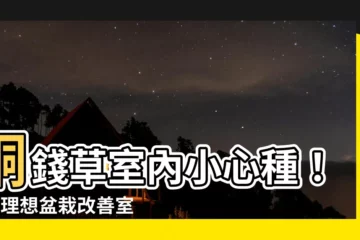 【銅錢草 室內】銅錢草室內小心種！4種理想盆栽改善室內空品質