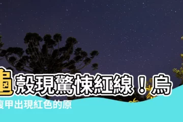 【烏龜腹甲紅線】龜殼現驚悚紅線！烏龜腹甲出現紅色的原因大揭秘