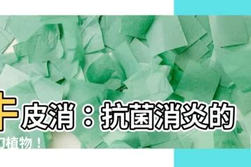 【牛皮消功效】牛皮消：抗菌消炎的奇幻植物！