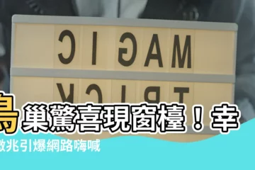 【鳥在窗户築巢】鳥巢驚喜現窗枱！幸運徵兆引爆網路嗨喊：要發了！