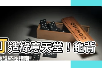 【龜背芋養護】打造綠意天堂！龜背芋養護終極指南