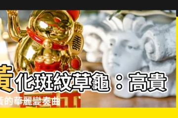 【黃花斑紋草龜】黃化斑紋草龜：高貴金黃的華麗變奏曲