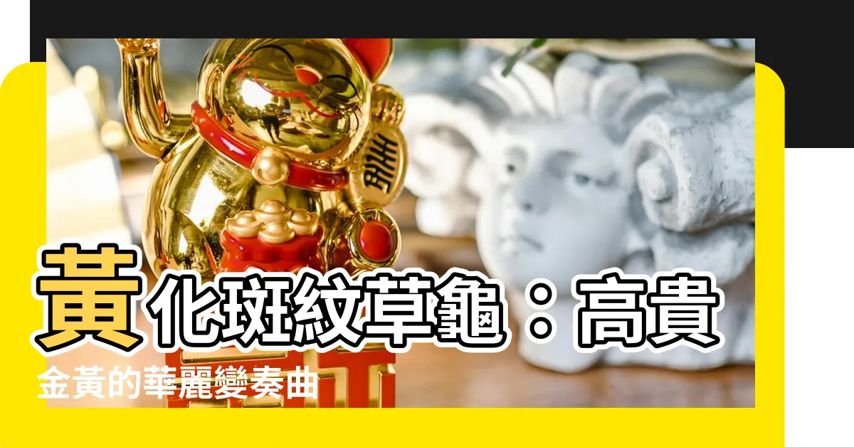 【黃花斑紋草龜】黃化斑紋草龜：高貴金黃的華麗變奏曲