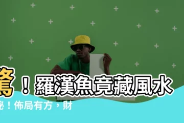 【羅漢魚風水】驚！羅漢魚竟藏風水奧秘！佈局有方，財運旺不完