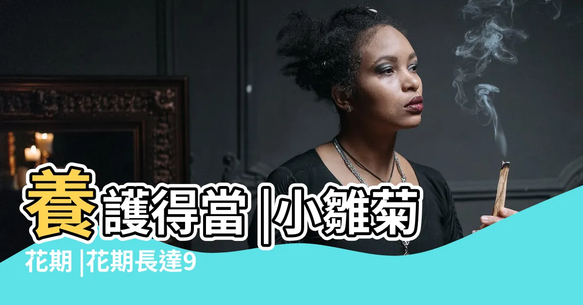 【小雛菊花期】養護得當 |小雛菊花期 |花期長達90多天 |