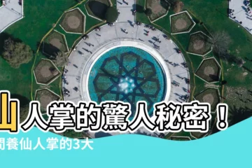 【房間養仙人掌】仙人掌的驚人秘密！房間養仙人掌的3大好處