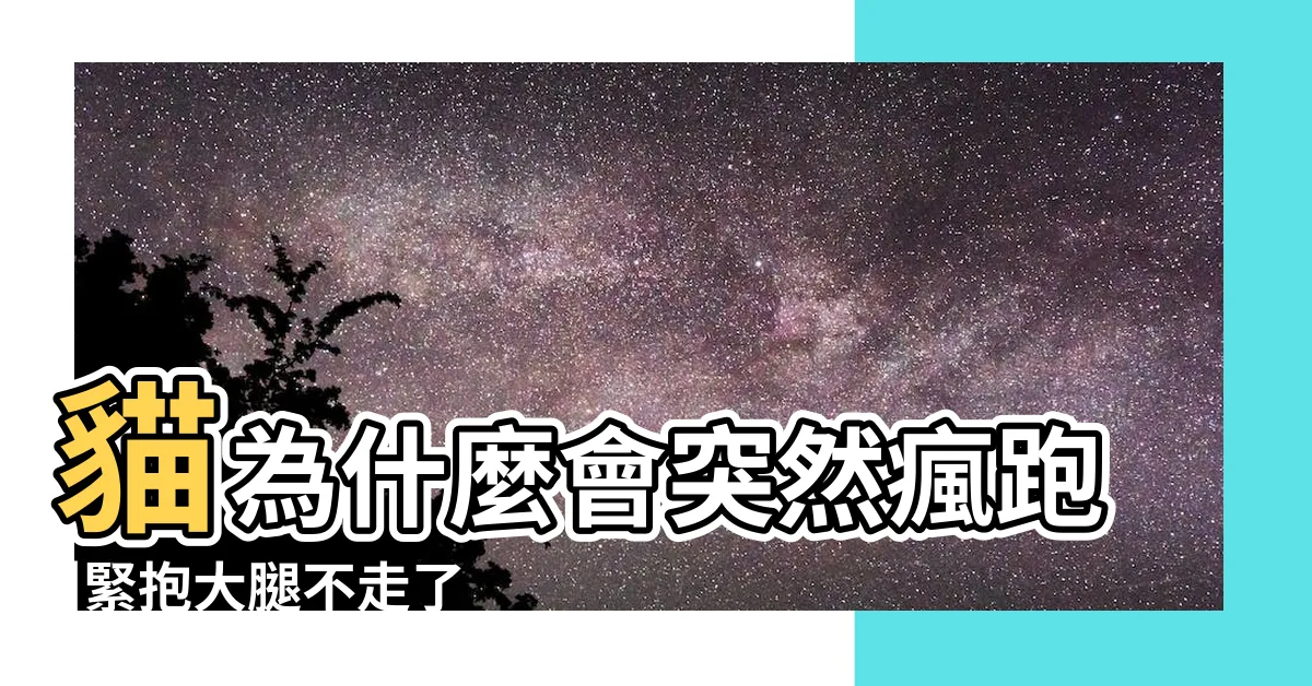 【貓跑到家裡】貓為什麼會突然瘋跑 |緊抱大腿不走了 |自來虎斑突然跟回家 |