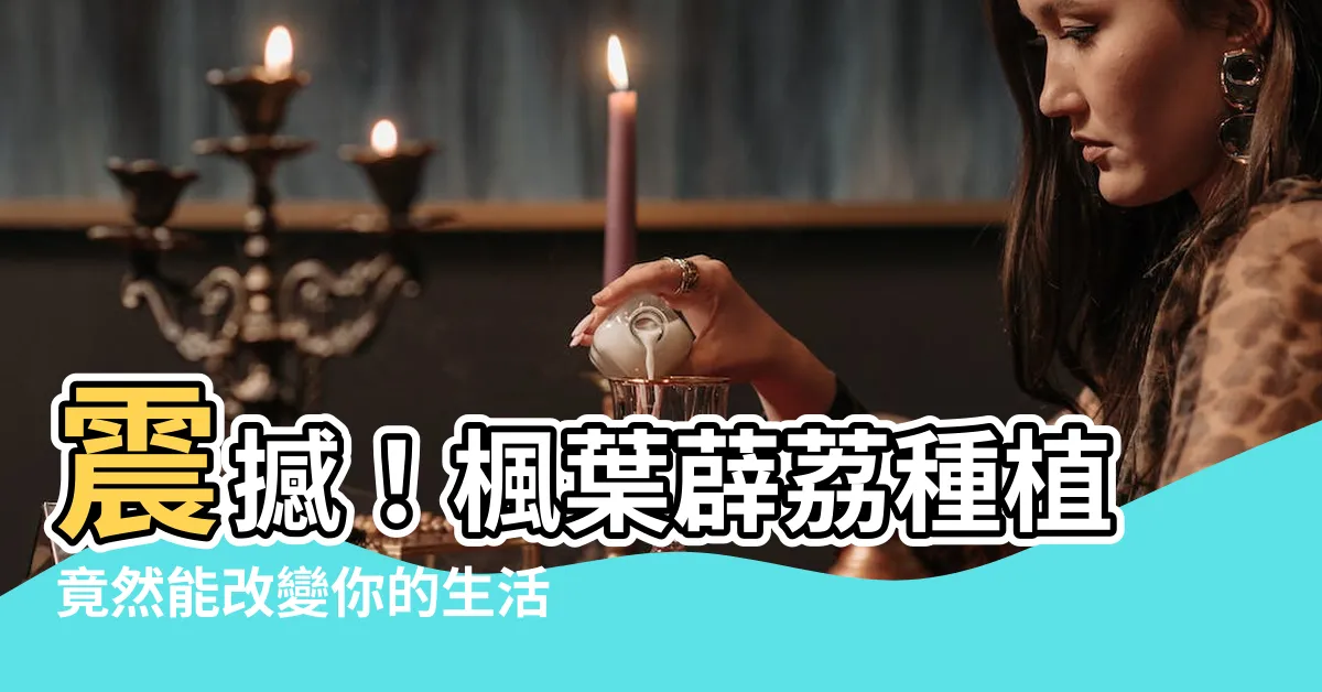 【楓葉薜荔種植】震撼！楓葉薜荔種植竟然能改變你的生活！絕對不能錯過！