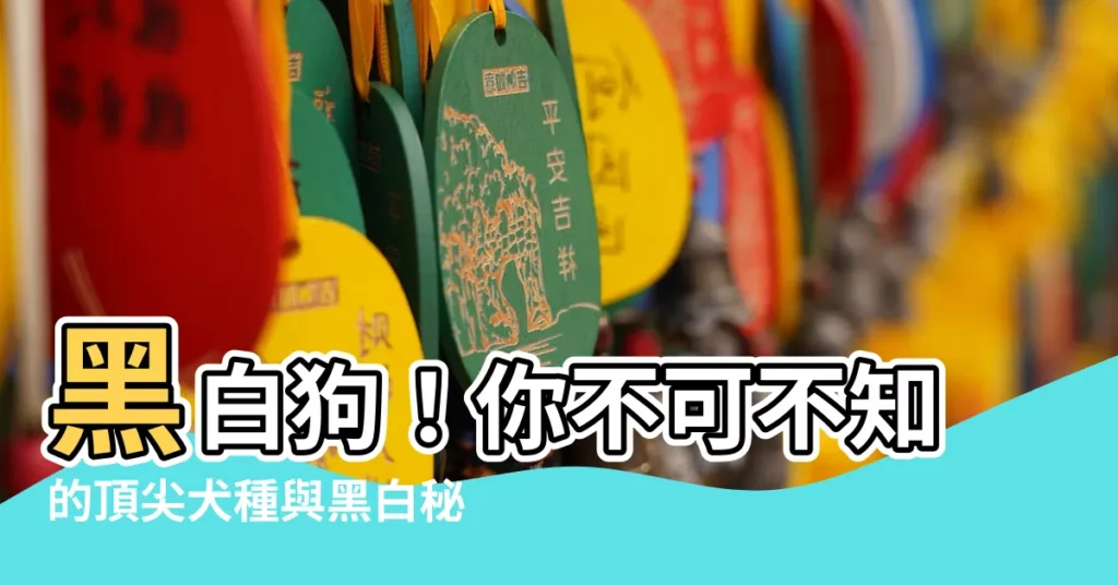【黑白色狗】黑白狗！你不可不知的頂尖犬種與黑白秘辛