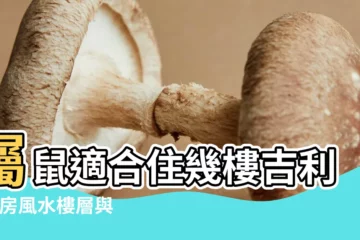 【2008年屬鼠的人可以住五樓嗎】屬鼠適合住幾樓吉利 |買房風水樓層與屬相屬鼠人適合買哪個樓層的房子 |屬鼠的住幾樓能助業攀升 |