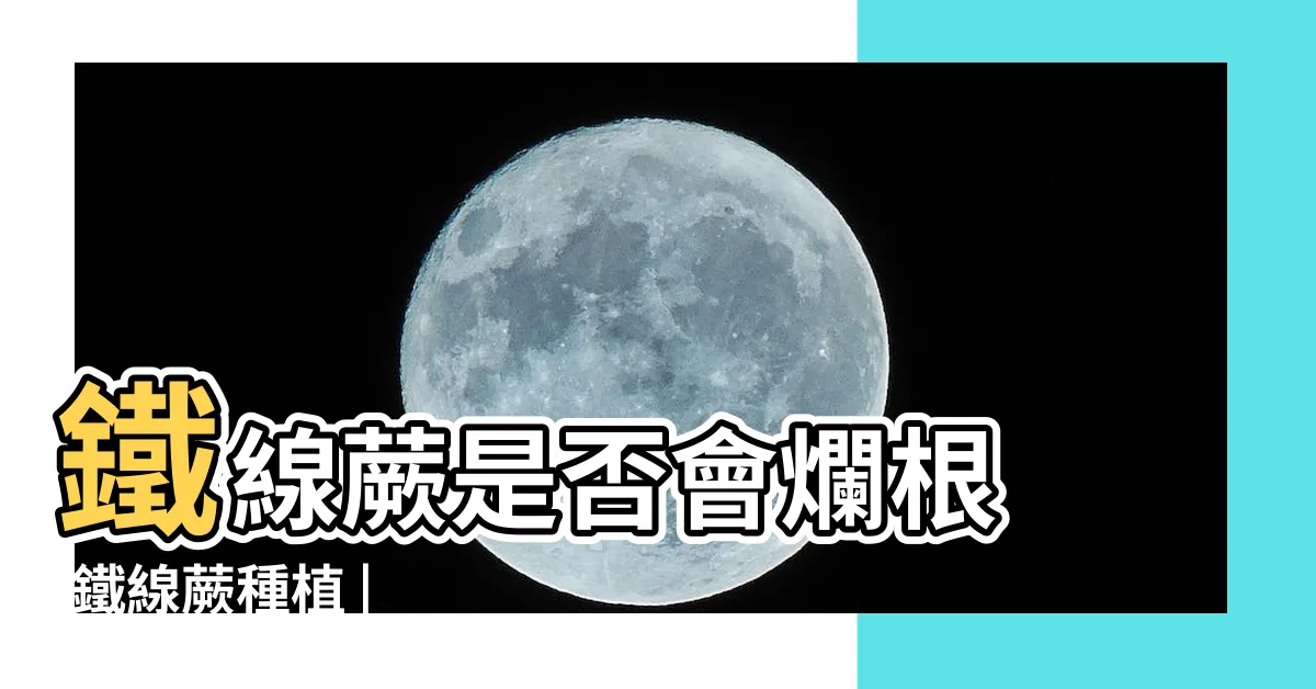 【鐵線蕨室內】鐵線蕨是否會爛根 |鐵線蕨種植 |