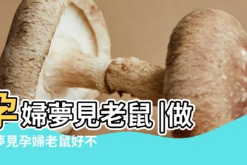 【孕婦夢到老鼠在跟我玩】孕婦夢見老鼠 |做夢夢見孕婦老鼠好不好 |有趣的胎夢 |
