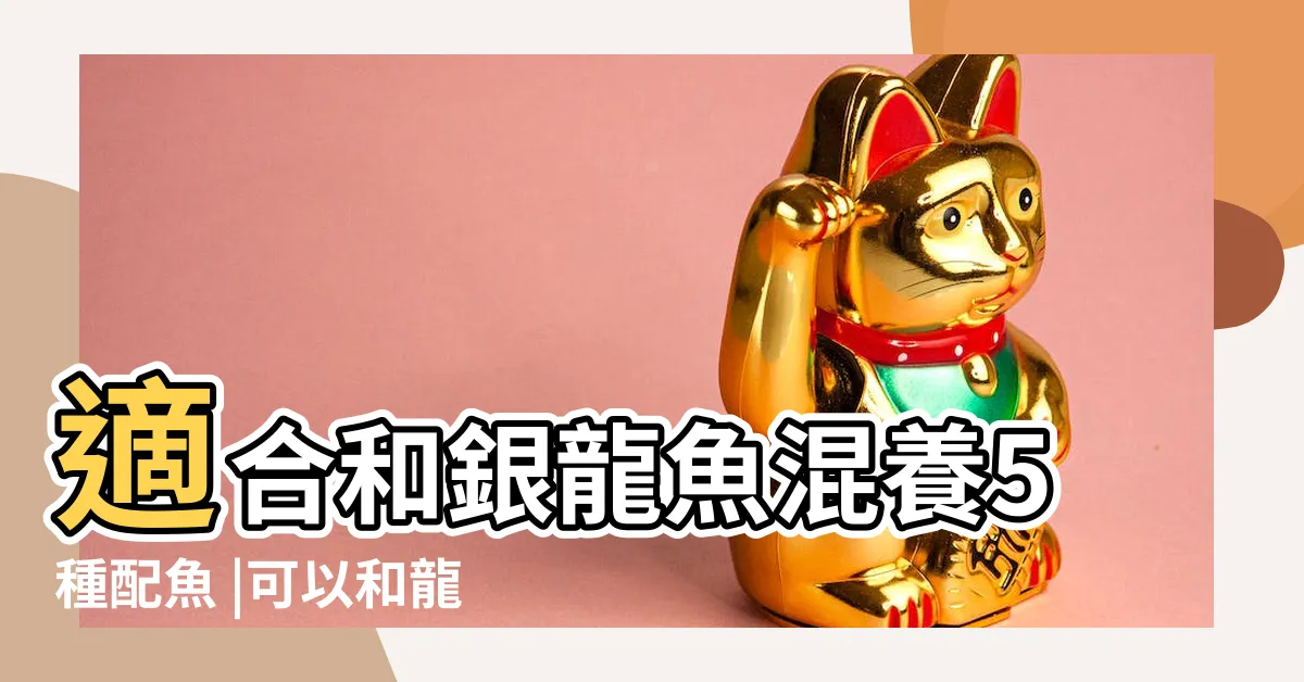 【龍魚可以跟什麼魚混養】適合和銀龍魚混養5種配魚 |可以和龍魚混養的觀賞魚 |其實有很多 |