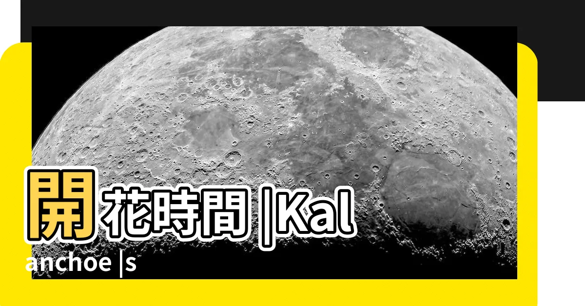 【蝴蝶雙飛多肉繁殖】開花時間 |Kalanchoe |synsepala |