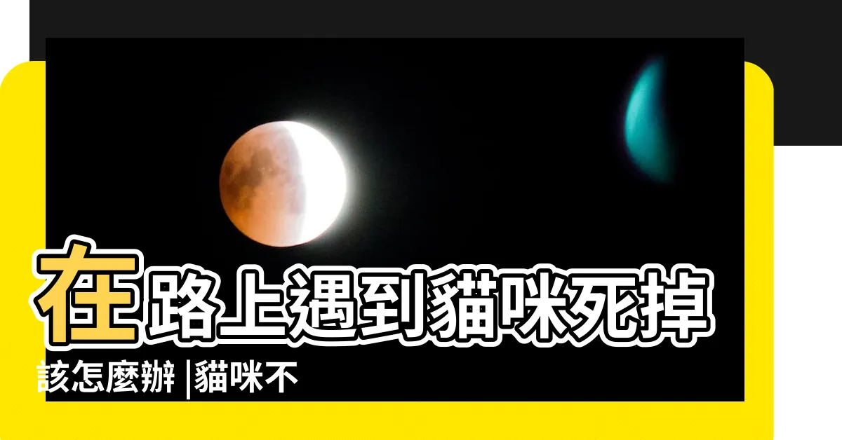 【貓咪死掉】在路上遇到貓咪死掉該怎麼辦 |貓咪不幸離世該如何處理 |3種方法來判斷貓咪是否死亡 |