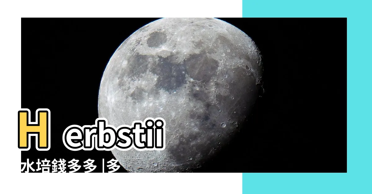 【錢多多水種】Herbstii |水培錢多多 |多肉植物 |
