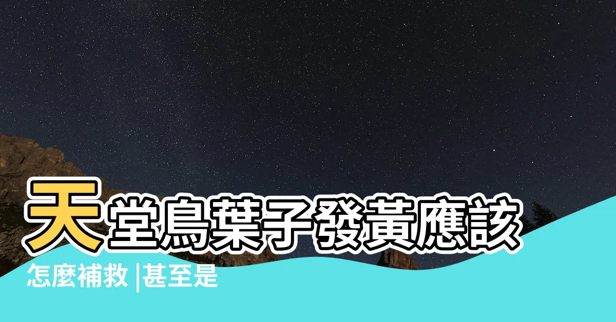 【天堂鳥 黃葉】天堂鳥葉子發黃應該怎麼補救 |甚至是發黑呢 |注意5點發黃無憂 |