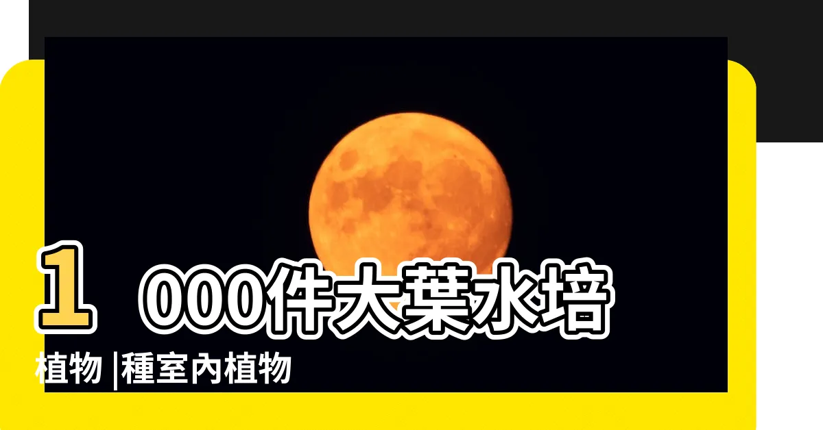 【水種大葉植物】1000件大葉水培植物 |種室內植物推薦種植好處 |水種植物新手入門 |