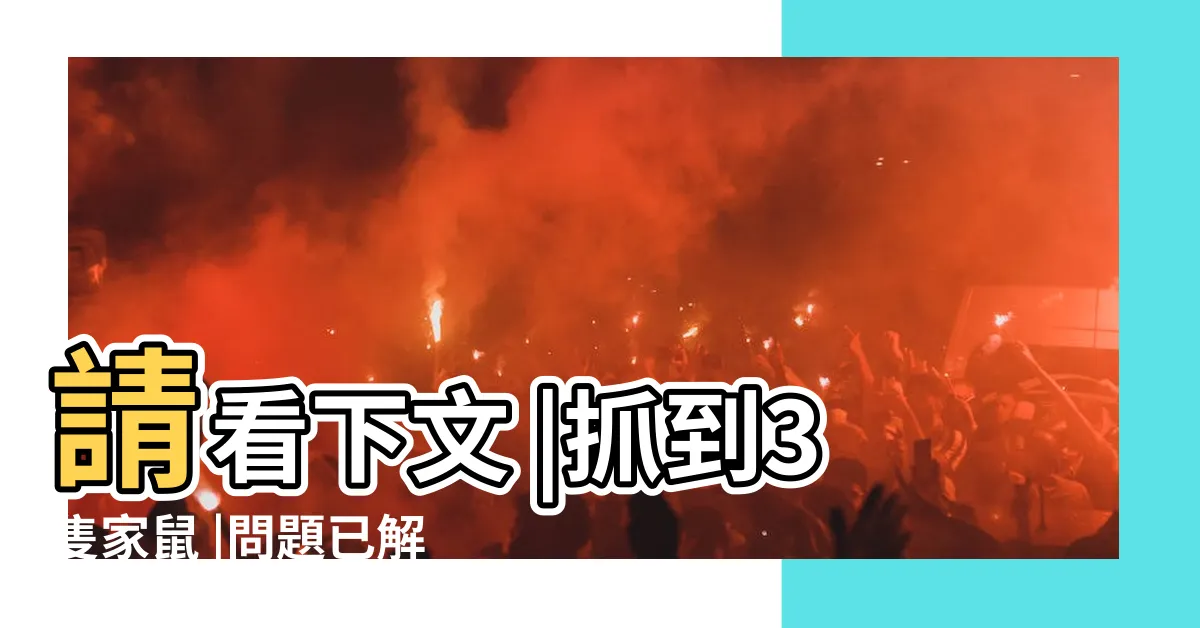 【家鼠可以養嗎】請看下文 |抓到3隻家鼠 |問題已解決 |