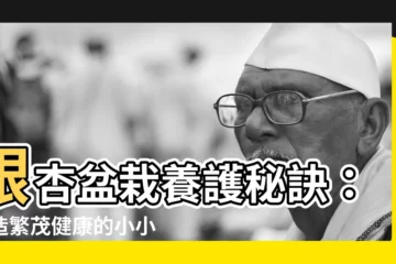 【銀杏盆栽】銀杏盆栽養護秘訣：打造繁茂健康的小小世界