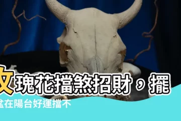 【玫瑰 花 擋煞】玫瑰花擋煞招財，擺一盆在陽台好運擋不住！