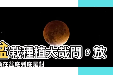 【盆栽放石頭】盆栽種植大哉問,放石頭在盆底到底是對?還錯?