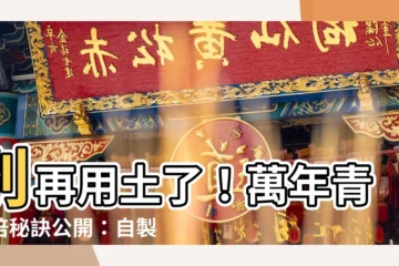 【萬年青營養液】別再用土了！萬年青水培秘訣公開：自製營養液，輕鬆養出茂盛綠意
