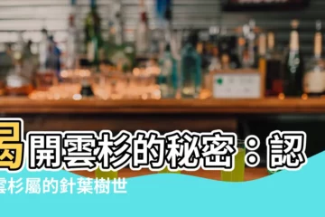 【雲杉】揭開雲杉的秘密：認識雲杉屬的針葉樹世界