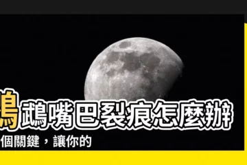 【鸚鵡嘴巴裂痕】鸚鵡嘴巴裂痕怎麼辦？3個關鍵，讓你的鸚鵡重獲健康嘴喙！