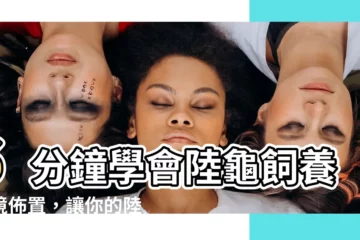 【陸龜佈置】6分鐘學會陸龜飼養環境佈置，讓你的陸龜住得舒適又健康！