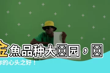 【金魚品種】金魚品種大觀園，選出你的心頭之好！