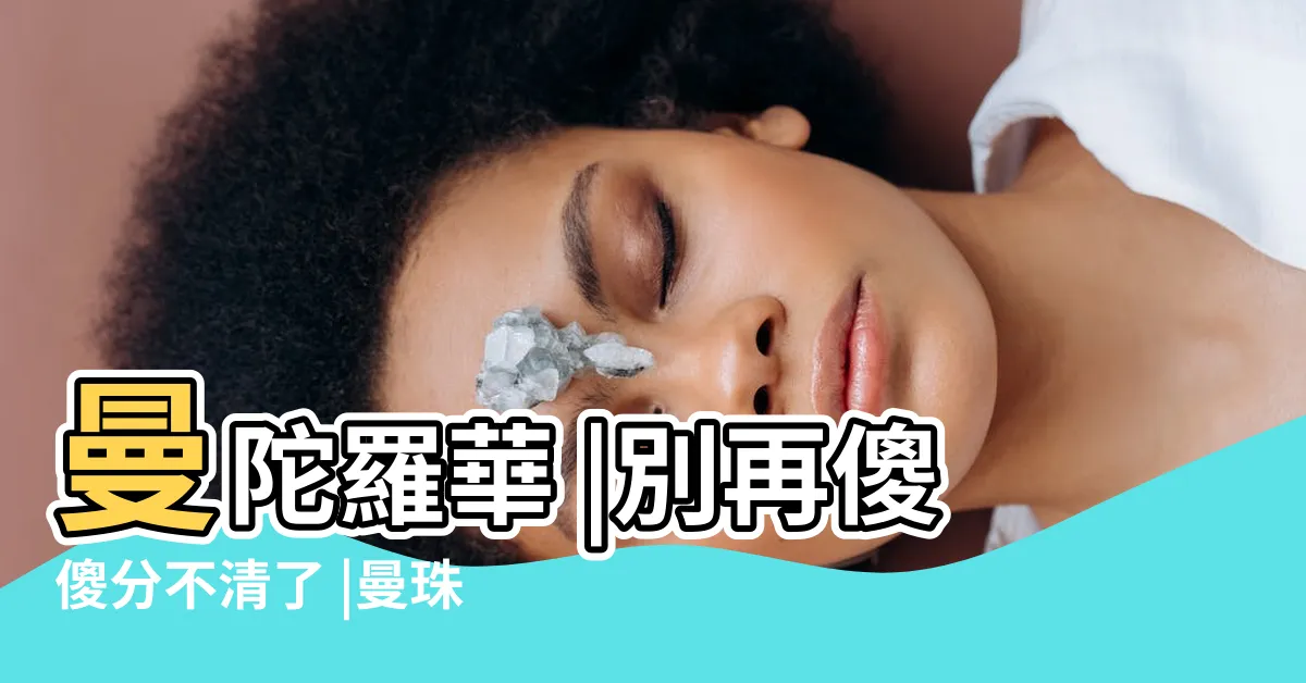 【曼珠沙華 曼陀羅華】曼陀羅華 |別再傻傻分不清了 |曼珠沙華VS曼陀羅華 |