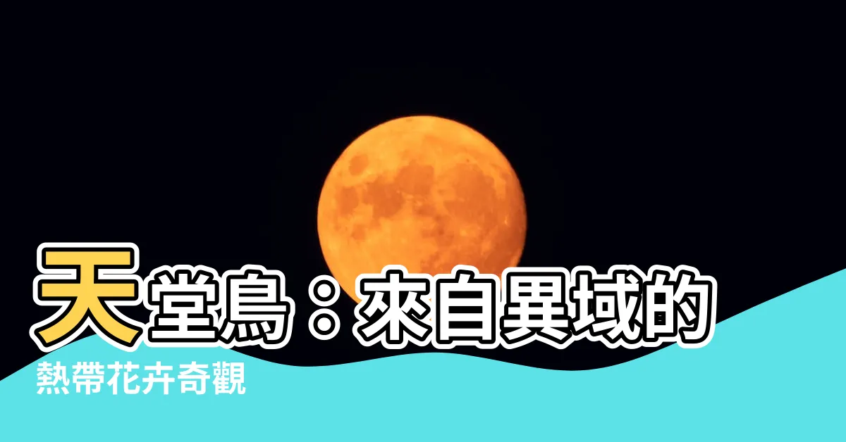【天堂鳥】天堂鳥：來自異域的熱帶花卉奇觀