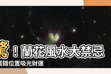 【蘭花風水】驚！蘭花風水大禁忌：擺錯位置吸光財運！