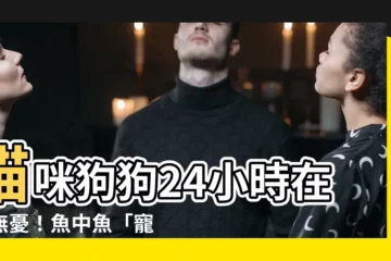 【魚中魚 24小時】貓咪狗狗24小時在家無憂！魚中魚「寵物24小時臨託」服務