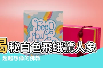 【白色飛蛾代表】揭秘白色飛蛾驚人象徵：超越想像的佛教寓意