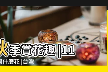 【11月開什麼花】秋季賞花趣 |11月開什麼花 |台灣花期懶人包全年賞花月份 |