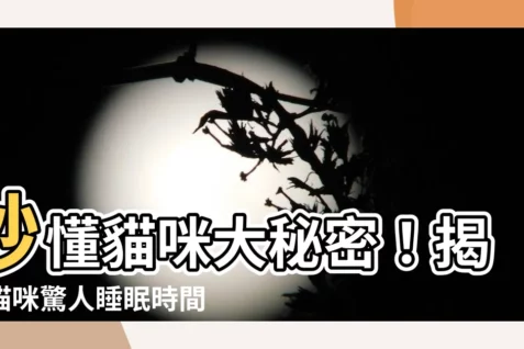 【貓睡眠時間】秒懂貓咪大秘密！揭開貓咪驚人睡眠時間