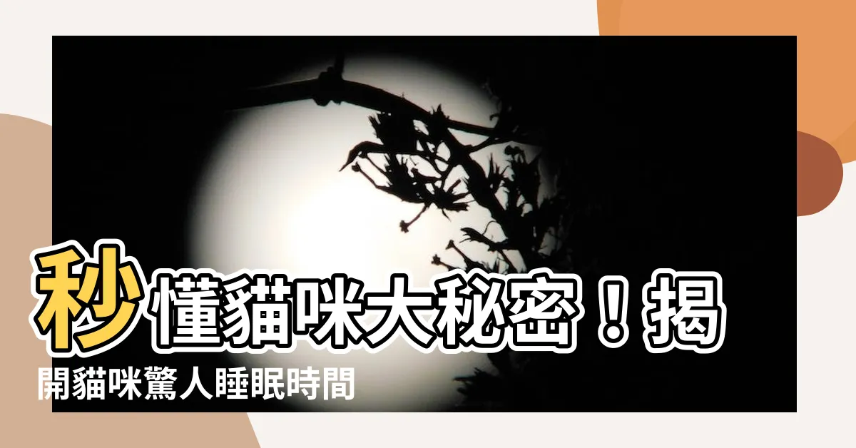 【貓睡眠時間】秒懂貓咪大秘密!揭開貓咪驚人睡眠時間