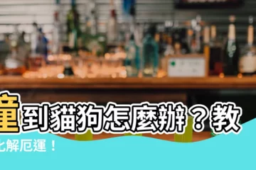 【撞到貓化解】撞到貓狗怎麼辦？教你化解厄運！