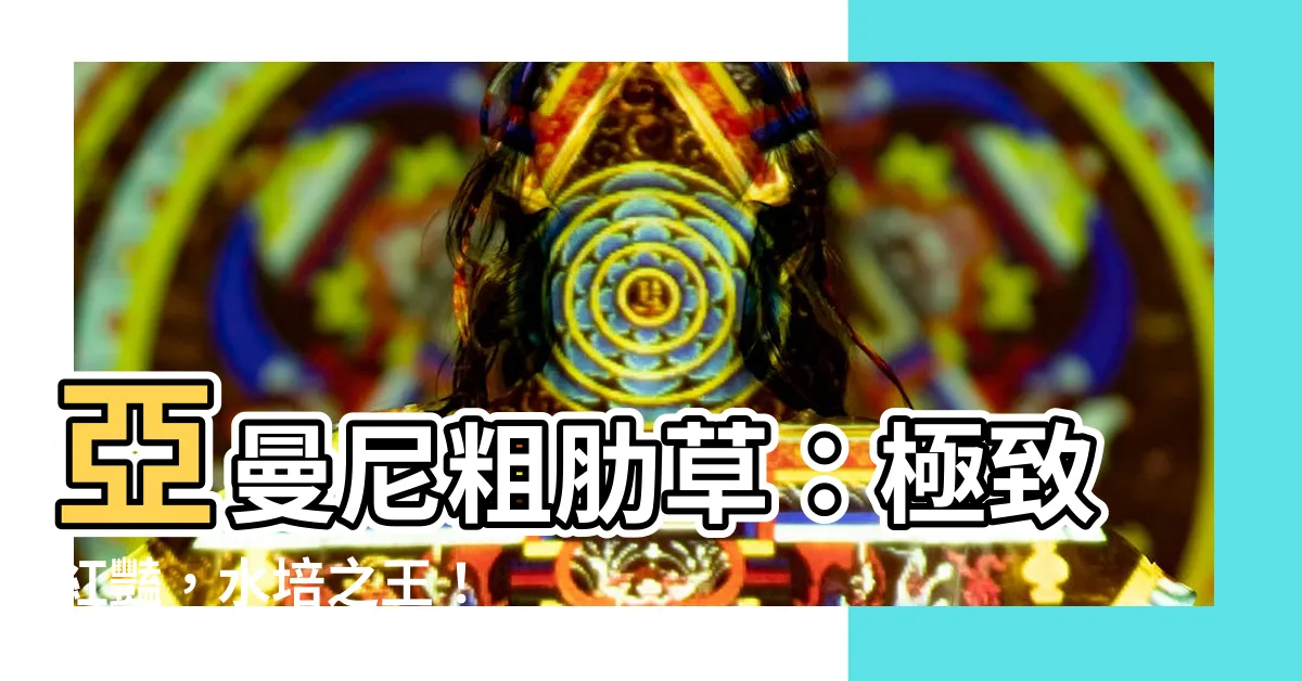 【亞曼尼粗肋草】亞曼尼粗肋草：極致紅豔，水培之王！