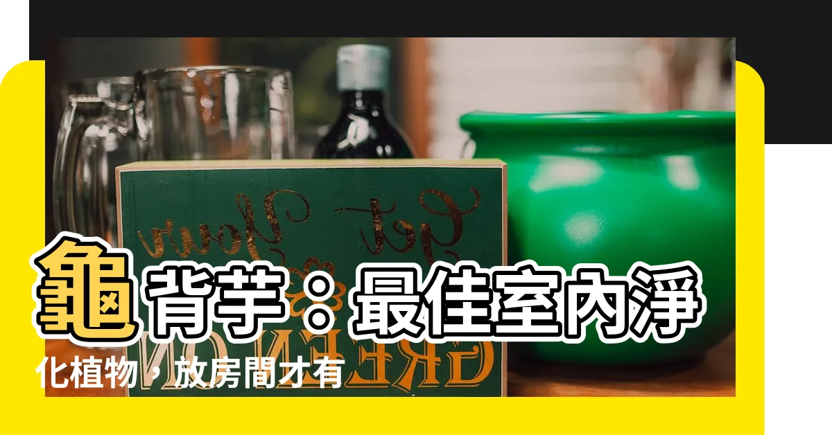 【龜背芋可以放房間嗎】龜背芋：最佳室內淨化植物，放房間才有效果
