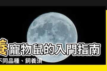 【養寵物鼠】養寵物鼠的入門指南：不同品種、飼養須知通通告訴你！