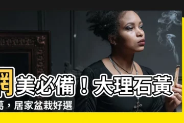 【大理石黃金葛】網美必備！大理石黃金葛，居家盆栽好選擇