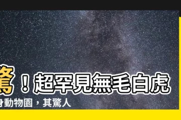 【無毛白虎】驚！超罕見無毛白虎現身動物園，其驚人外貌令人嘆為觀止
