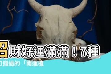 【開運植物】招財好運滿滿！7種不可錯過的「開運植物」讓財源滾滾來！